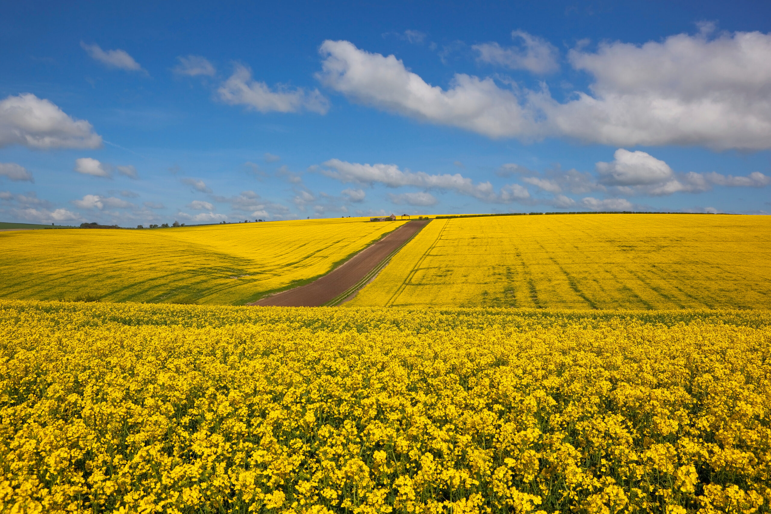 undulating bright yellow canola fields in the scenic yorkshire wolds england under a blue springtime cloudy sky